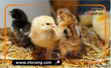 بهترین نژاد جوجه گوشتی کدام است؟
